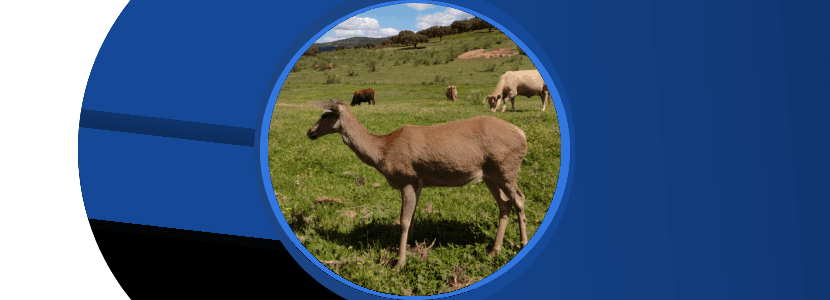 Estudian cómo mejorar la bioseguridad frente a la fauna silvestre
