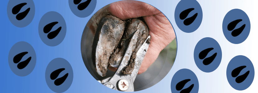 Investigan la microbiota de pezuña de oveja antes y durante la podredumbre