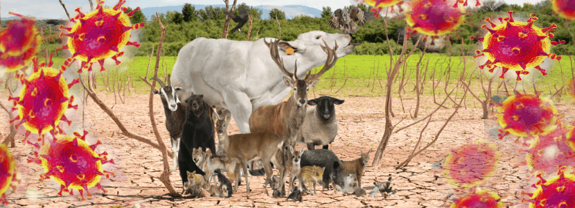El cambio climático incrementará la aparición de enfermedades entre animales