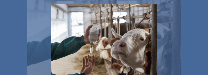 Proponen el uso de Antimicrobianos en animales en casos excepcionales