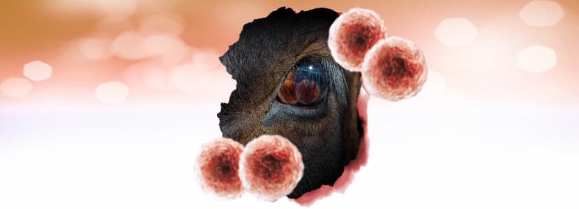 Queratoconjuntivitis Infecciosa bovina - ¿Descuidamos otros patógenos?