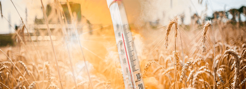 Posibles daños en cosechas de cereales por el intenso calor sufrido en el sur de Europa