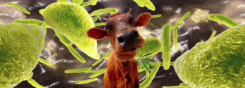 Desciende un 57% la tuberculosis bovina española