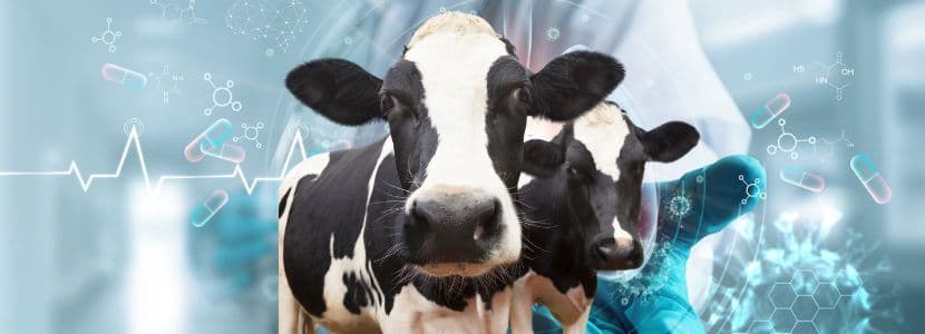 Descenso del uso de antibióticos en las vacas lecheras británicas