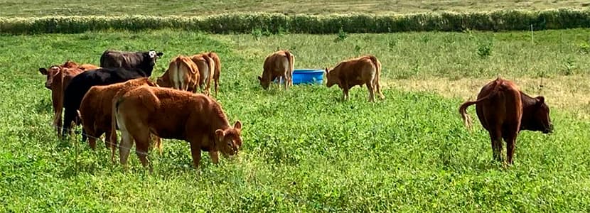 Medina Sidonia acoge una sesión del grupo soloExtensivo de Boehringer Ingelheim