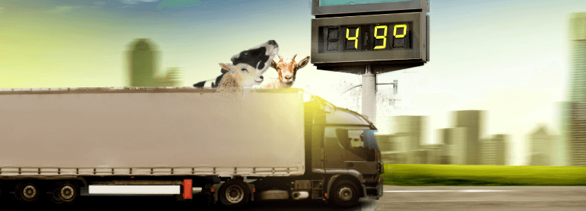 Activado el plan para vigilar la temperatura en los transportes de animales vivos