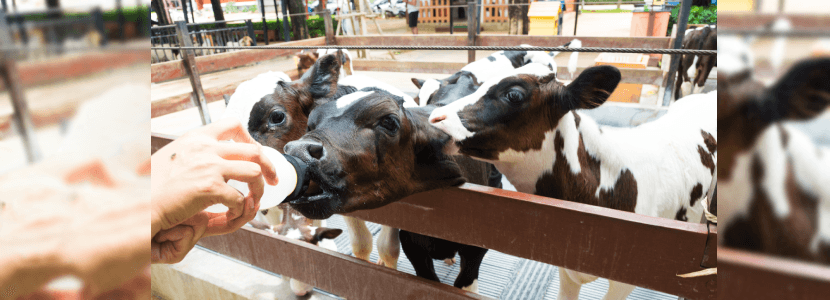 Alteración en la microbiota del rumen a través de la fibra en los primeros años de vida