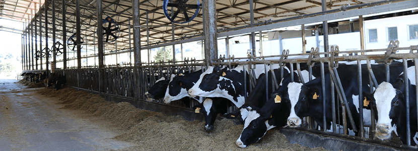 Boehringer Ingelheim organiza viaje para conocer producción de vacuno de leche de Menorca