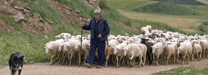 II Congreso de Trashumancia y Caminos de Ganaderos de Cataluña