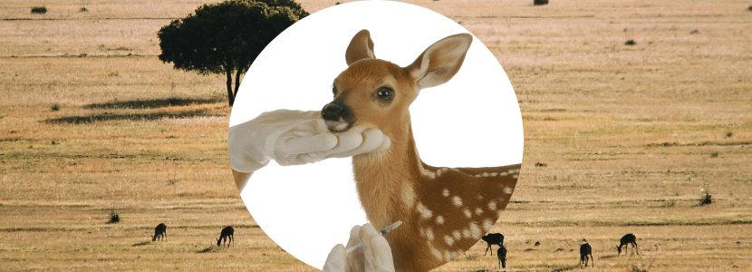 Competencia defiende la capacidad veterinaria sobre la gestión cinegética