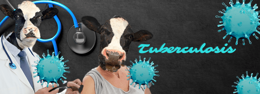 Nueva prueba para diferenciar bovinos vacunados e infectados de tuberculosis