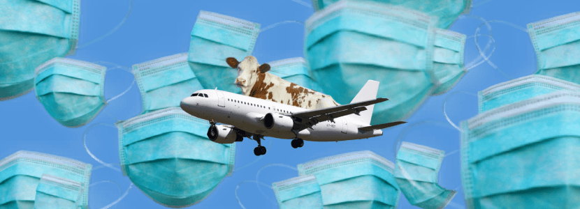 Fragmentos virales de fiebre aftosa en carne de vacuno en el aeropuerto de Adelaida