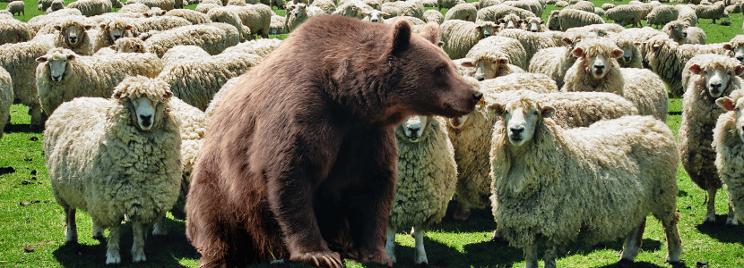 El oso y la ganadería