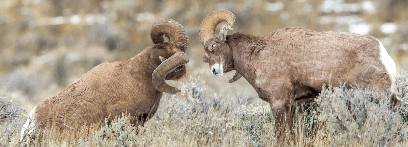 Neumonía en el Bighorn Sheep: Riesgo y resistencia