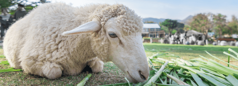 La microftalmia en la oveja Texel