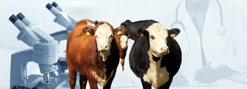 Otra Facultad de Veterinaria en España
