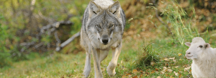 Tiros “defensivos” al lobo en Francia