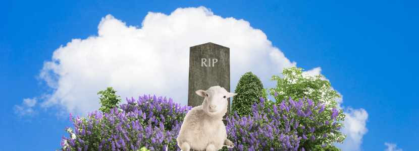 Los ganaderos de Mallorca exigen disponer de un lugar para depositar animales muertos