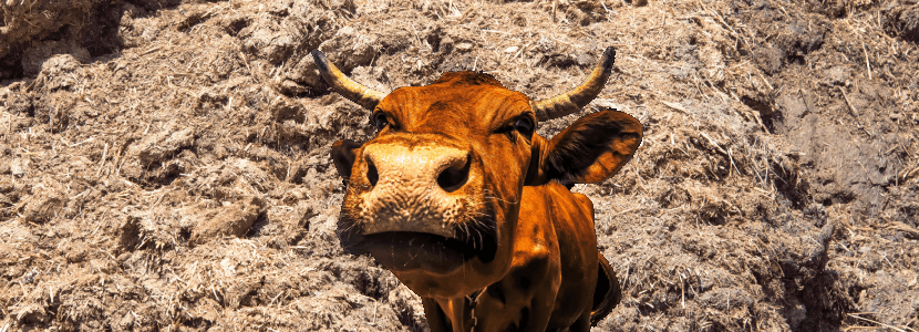 Los residuos de la agroindustria de manera sostenible
