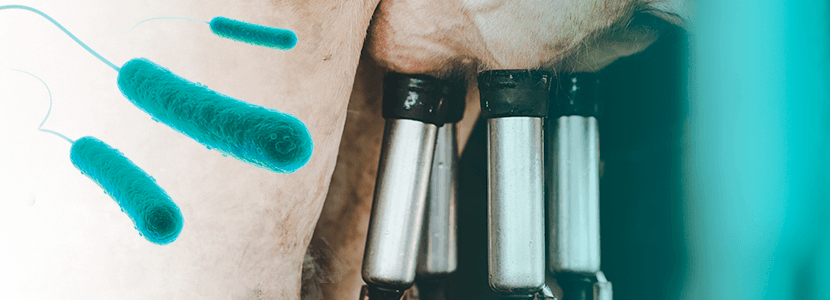 MASTIVAC, la protección más efectiva para el control de la mamitis