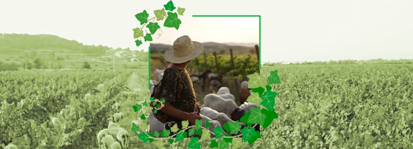 Corral Cal Lero - Tradición y bienestar animal entre viñedos en el corazón del Penedés