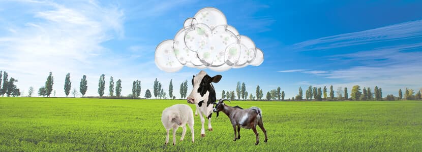 Una perspectiva sobre el impacto ambiental de los rumiantes en nuestra sociedad