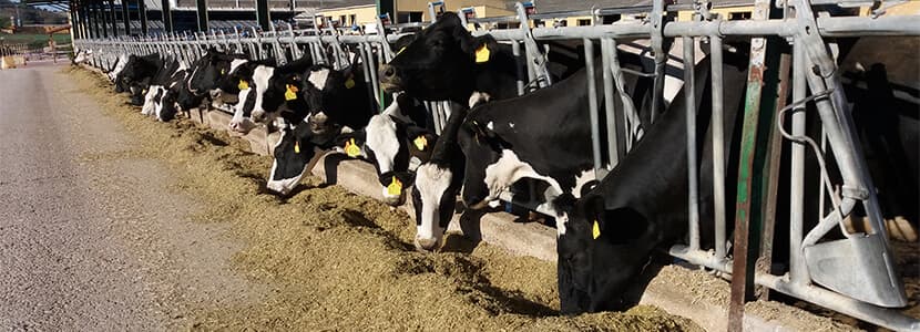Prevención de las mamitis a través de la alimentación y su manejo