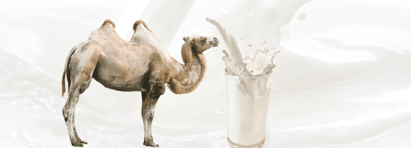 La leche de camello como superalimento