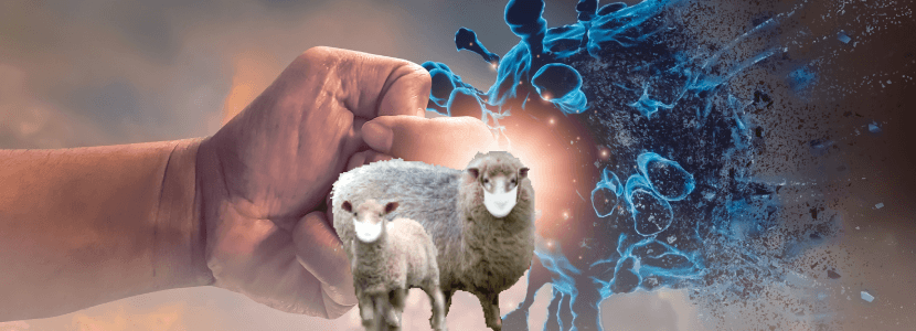 Spillback de enfermedades en humanos a animales