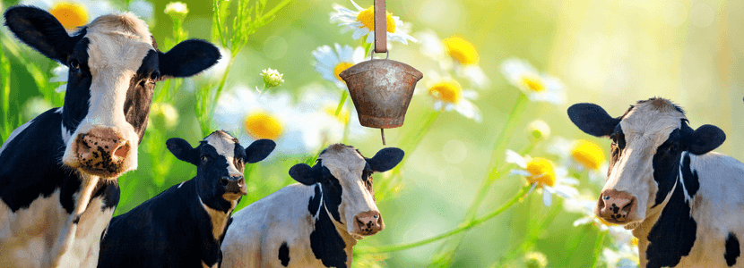 Los mugidos de las vacas y la gente de ciudad