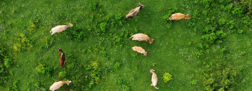 WWF crea plan estratégico en defensa de la ganadería extensiva