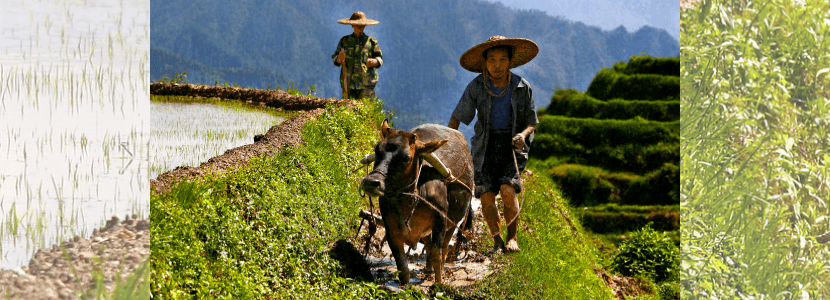 China aprueba una ley de ganadería sobre desarrollo ecológico