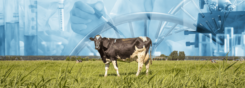 Comparación entre frisón holandés histórico, reciente y holstein