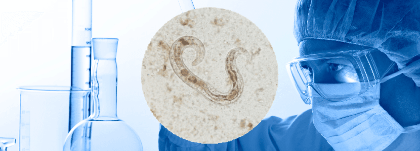 Científicos de la ULE investigan un fármaco contra el Haemonchus contortus