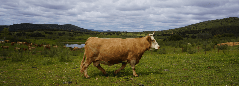 El compromiso del sector ganadero con el Medio Ambiente