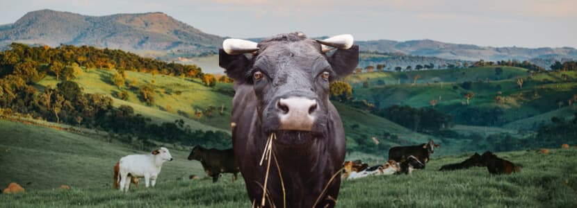 Se declara un caso de carbunco en Asturias
