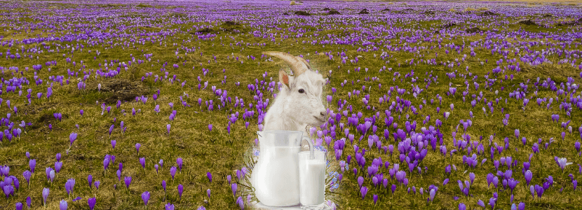 Investigan variabilidad de composición de la microbiota de la leche