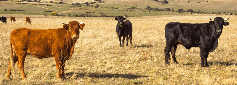 FAO otorga a las montañas de León el reconocimiento de SIPAM