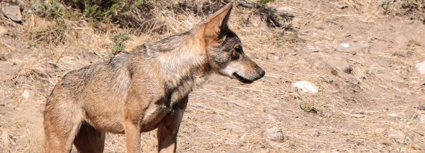 Nuevo ataque de lobos en la provincia de Salamanca