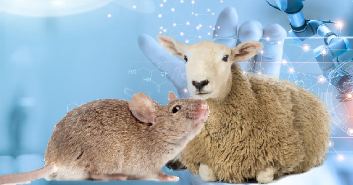 Reproducen fielmente la enfermedad de tembladera ovina atípica