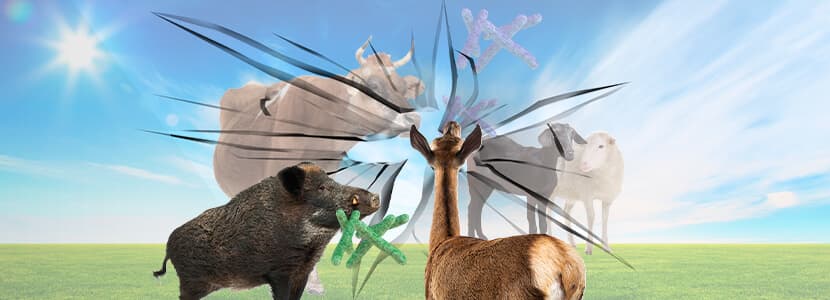 Tuberculosis Animal - El reto de controlar una infección compartida entre ungulados domésticos y silvestres