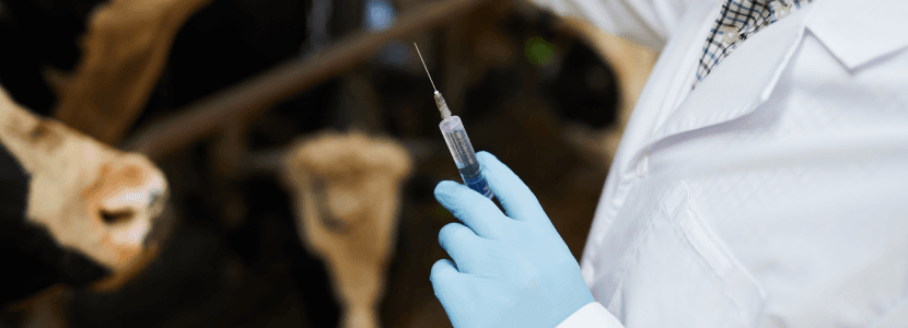 Caso en Extremadura de enfermedad hemorrágica epizoótica