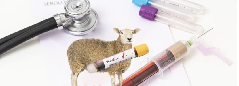 Nuevos focos de Viruela Ovina en la Alberca de Záncara y Tébar