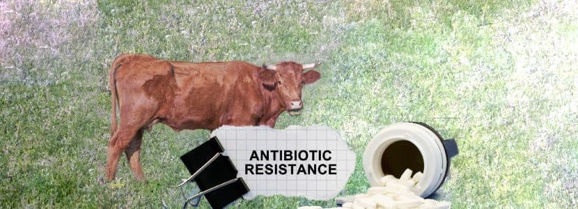 Producción ganadera en Aragón y Resistencias Antimicrobianas