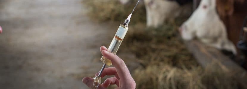 Saneamiento previo de los terneros para poder venderlos
