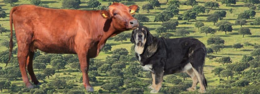 Ley de Bienestar Animal da más problemas que soluciones