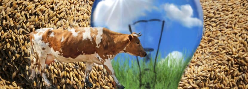 Piensos de proximidad y digeribles contra el impacto ambiental