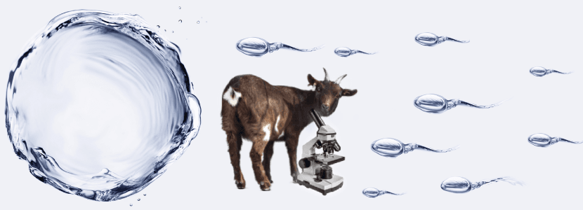 Estudio sobre marcadores de congelabilidad del semen caprino
