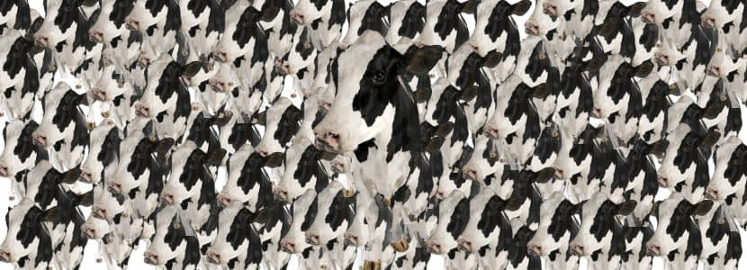 China avanza en la clonación con vacas súper lecheras