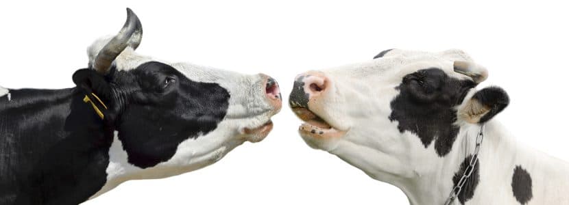 Caso de vacas locas en Países Bajos